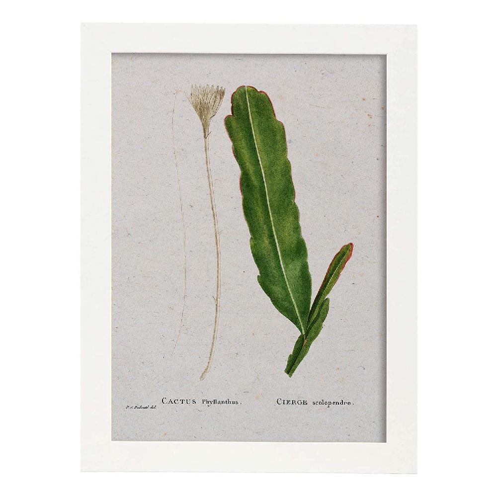 Nacnic Lámina Acuarela Naturaleza De Pierre-Joseph Redouté