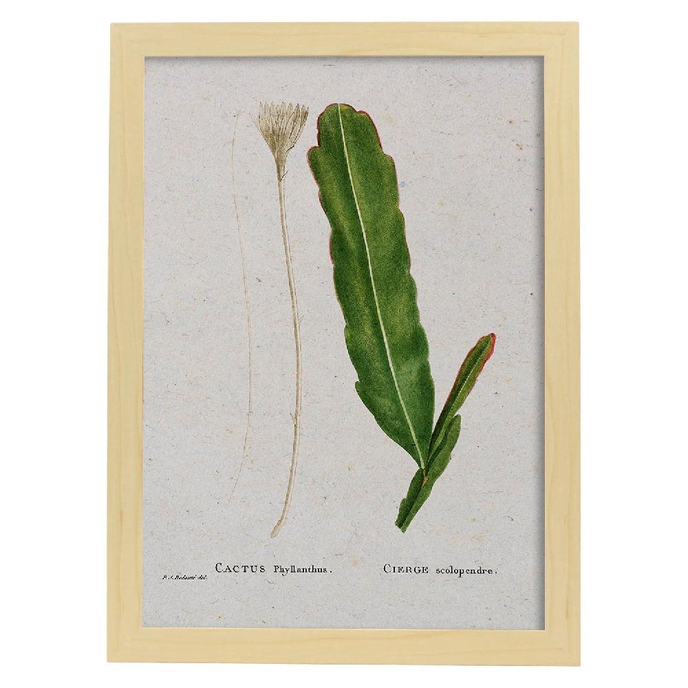Nacnic Lámina Acuarela Naturaleza De Pierre-Joseph Redouté