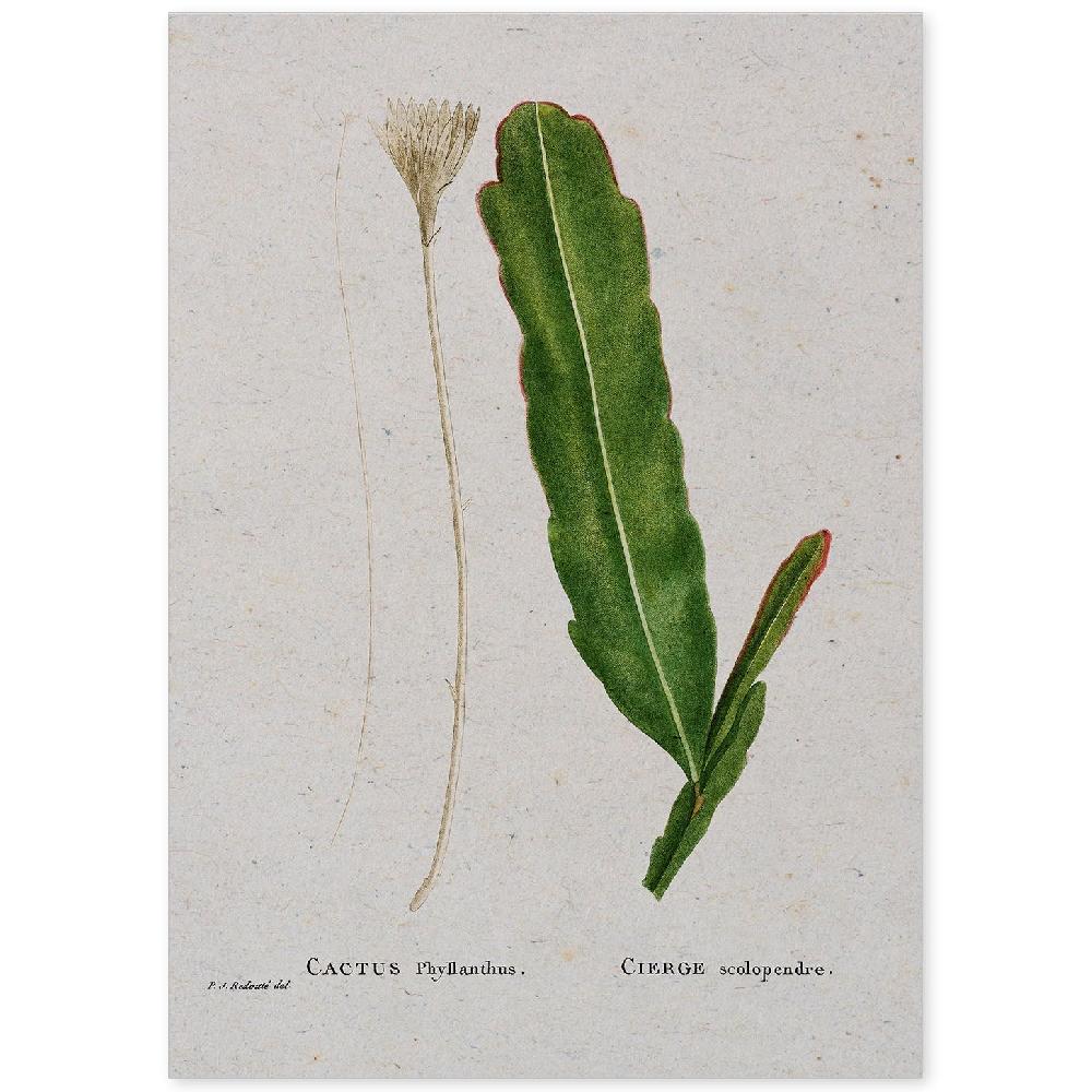 nacnic Lámina Acuarela Naturaleza de Pierre-Joseph Redouté