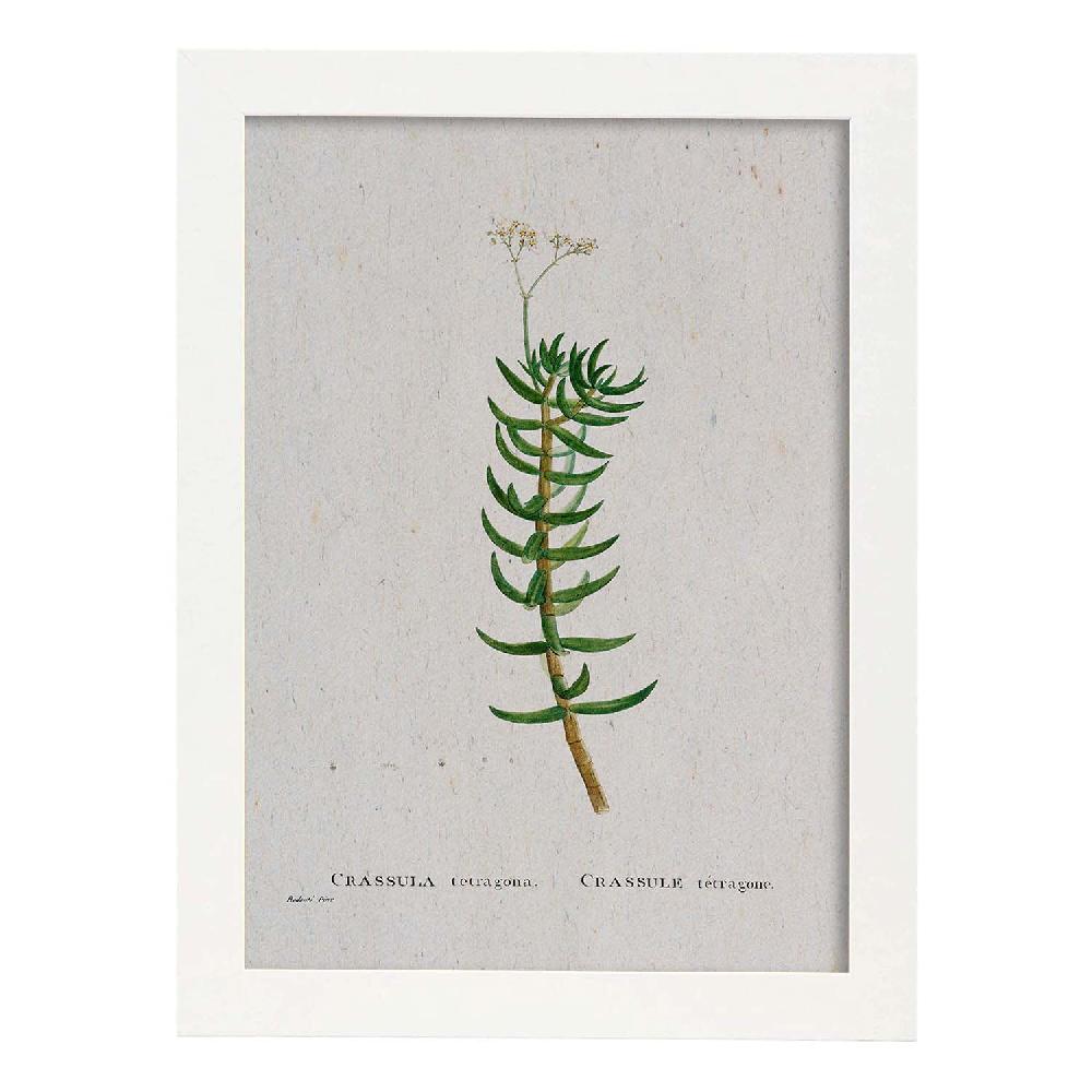 Nacnic Lámina Acuarela Naturaleza De Pierre-Joseph Redouté