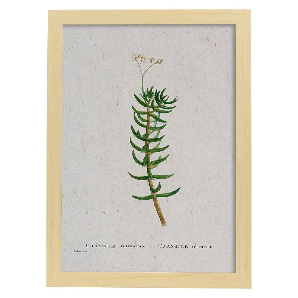 Nacnic Lámina Acuarela Naturaleza De Pierre-Joseph Redouté