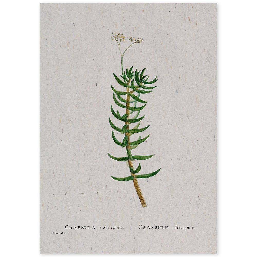 nacnic Lámina Acuarela Naturaleza de Pierre-Joseph Redouté
