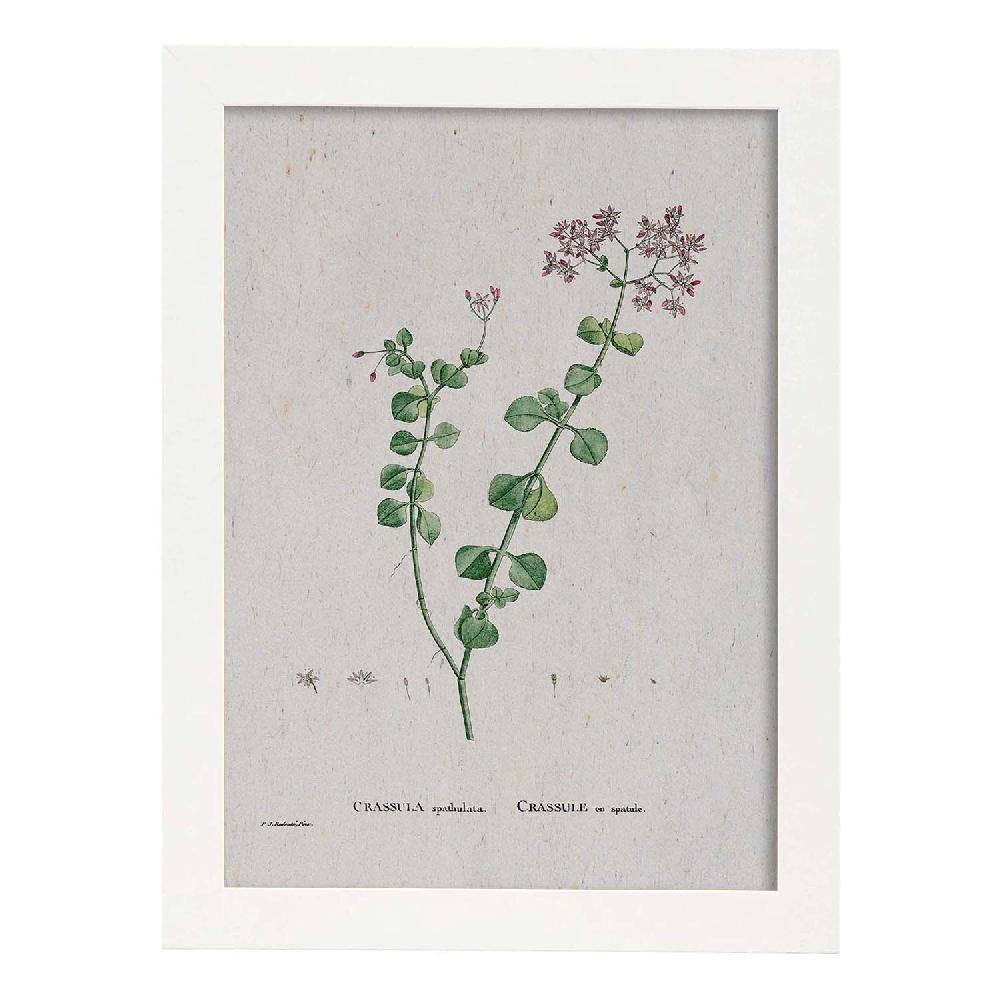 Nacnic Lámina Acuarela Naturaleza De Pierre-Joseph Redouté