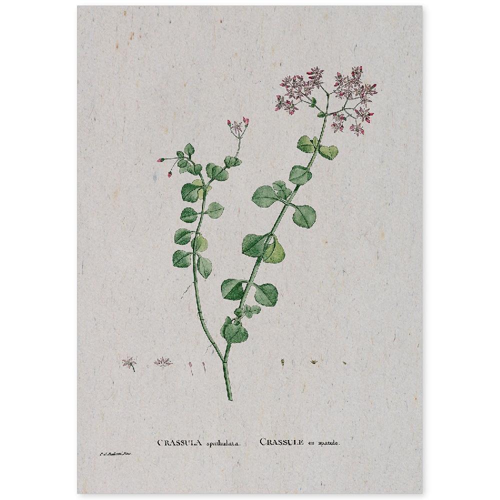 nacnic Lámina Acuarela Naturaleza de Pierre-Joseph Redouté