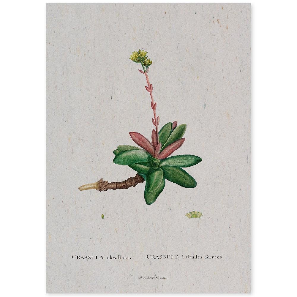 nacnic Lámina Acuarela Naturaleza de Pierre-Joseph Redouté