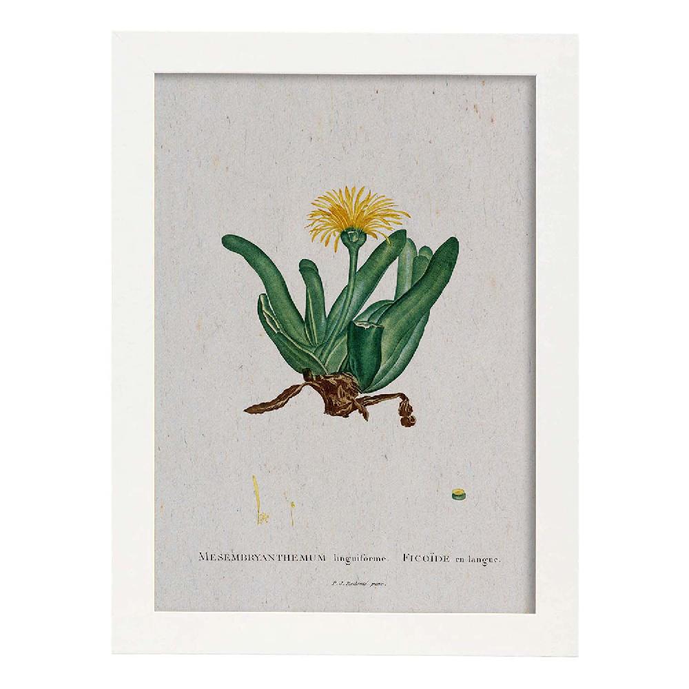 Nacnic Lámina Acuarela Naturaleza Pierre-Joseph Redouté