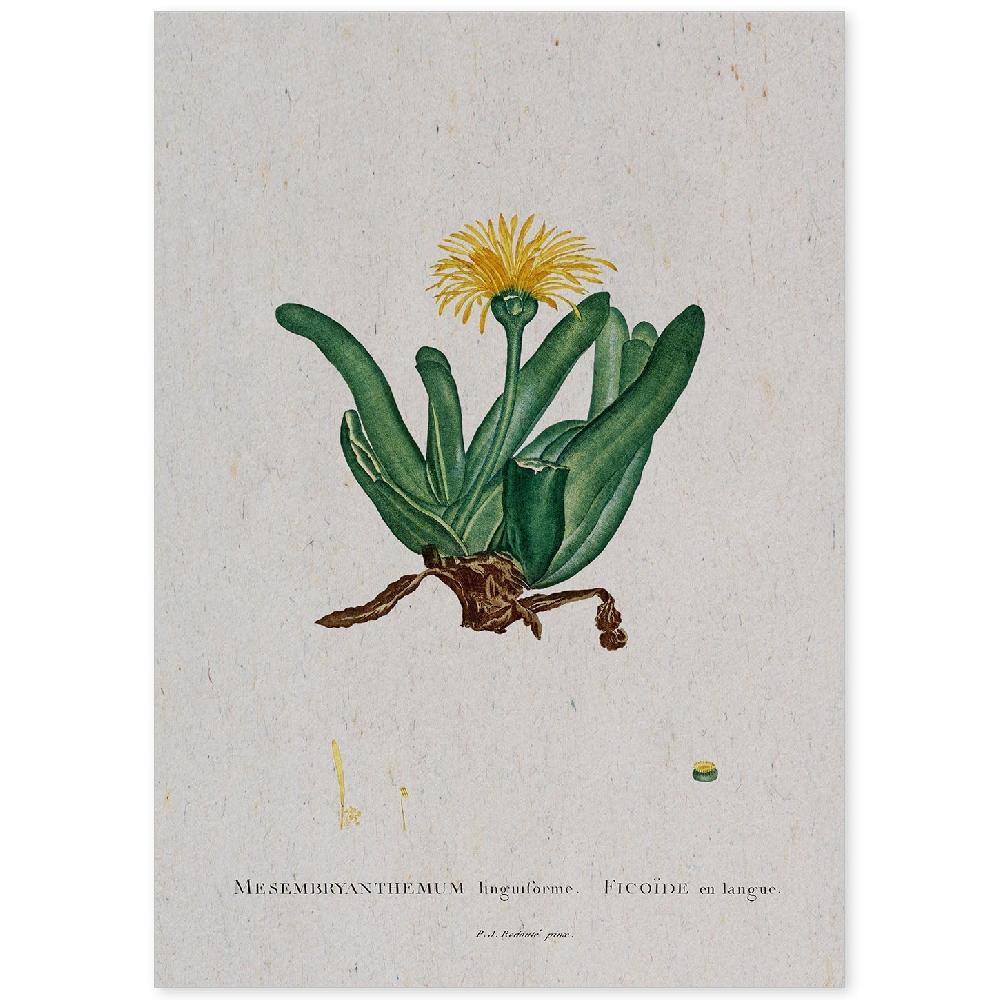 nacnic Lámina Acuarela Naturaleza Pierre-Joseph Redouté