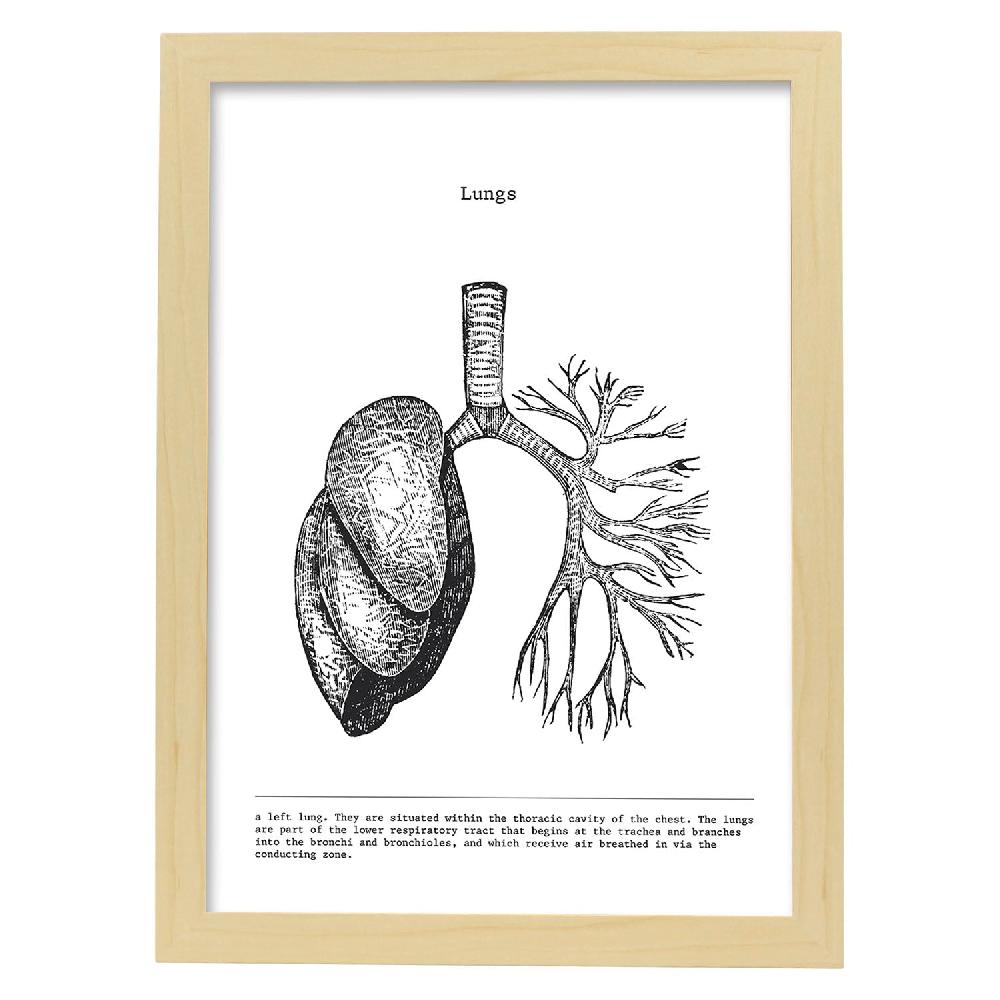 Nacnic Lámina Anatómica De Pulmones En Blanco Y Negro
