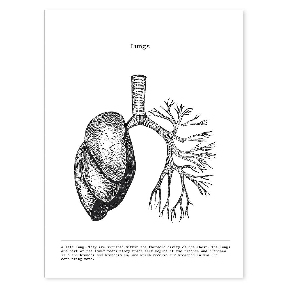 nacnic Lámina Anatómica de Pulmones en Blanco y Negro