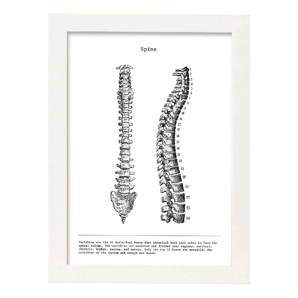 Nacnic Lámina De Anatomía De Columna Vertebral En Blanco Y Negro