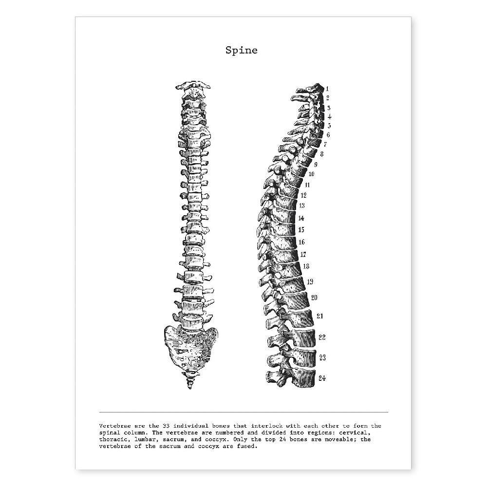 nacnic Lámina de Anatomía de Columna Vertebral en Blanco y Negro