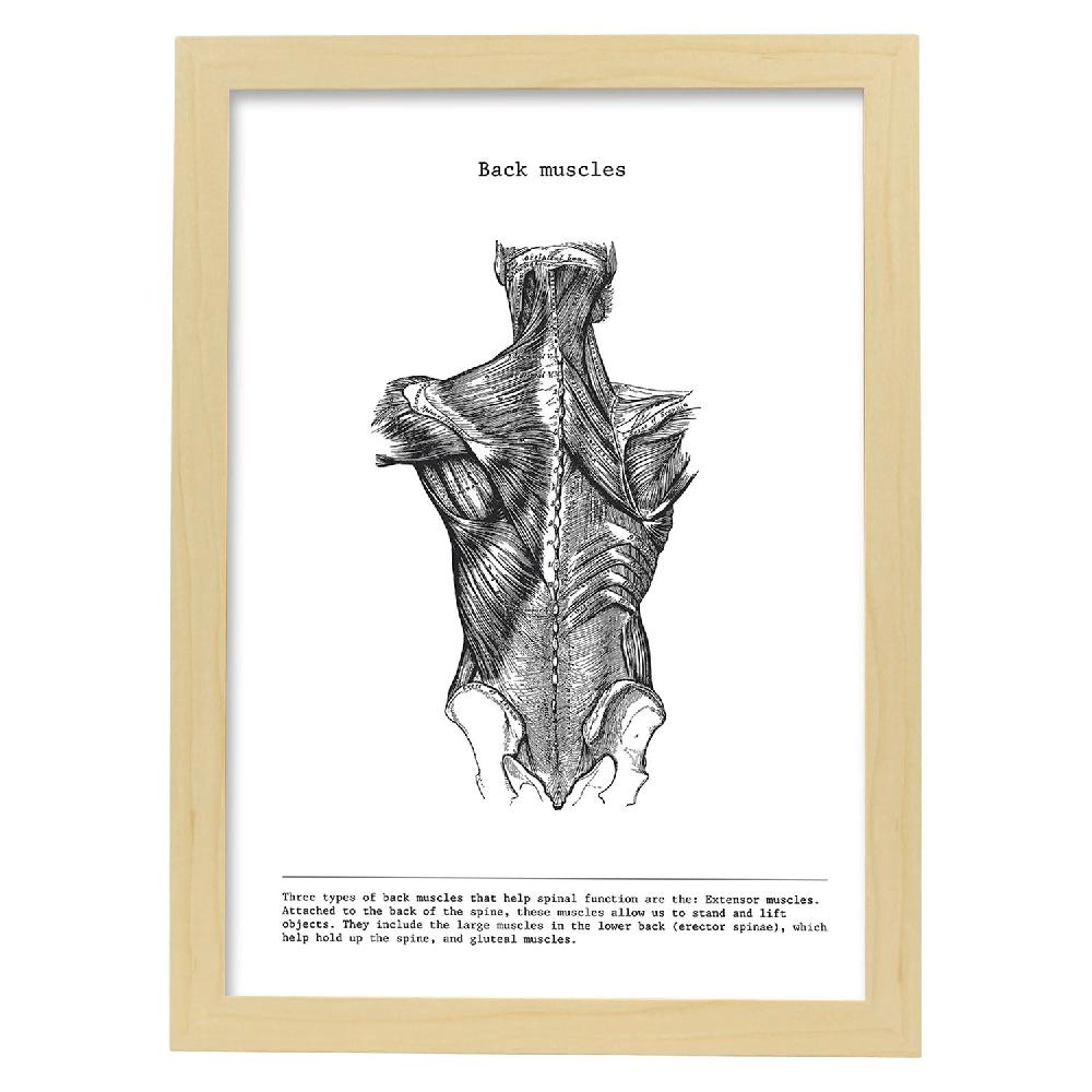 Nacnic Lámina De Anatomía De Espalda En Blanco Y Negro