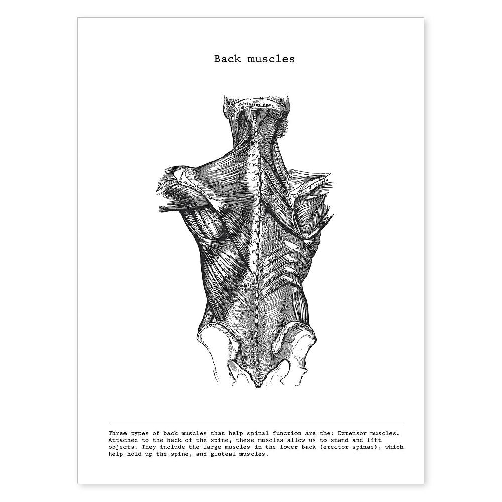 nacnic Lámina de anatomía de espalda en blanco y negro