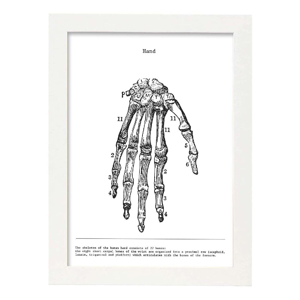 Nacnic Lámina De Anatomía De Mano En Blanco Y Negro