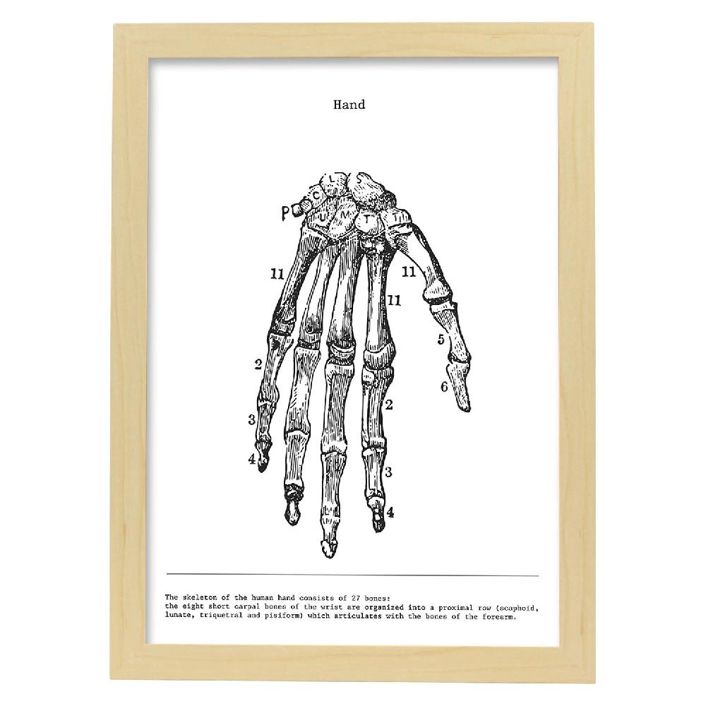 Nacnic Lámina De Anatomía De Mano En Blanco Y Negro