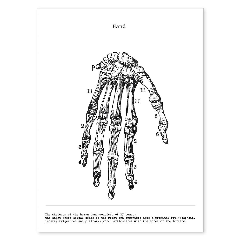 nacnic Lámina de Anatomía de Mano en Blanco y Negro