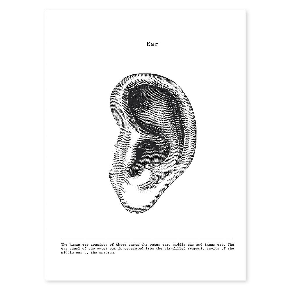 nacnic Lámina de Anatomía de Oreja en Blanco y Negro