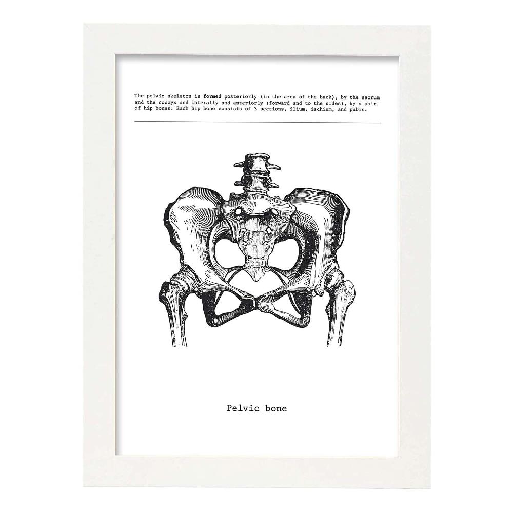 Nacnic Lámina De Anatomía De Pelvis En Blanco Y Negro
