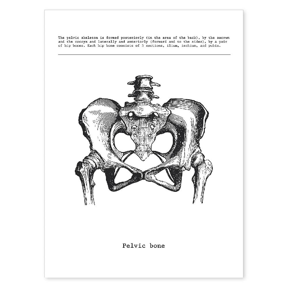 nacnic Lámina de Anatomía de Pelvis en Blanco y Negro