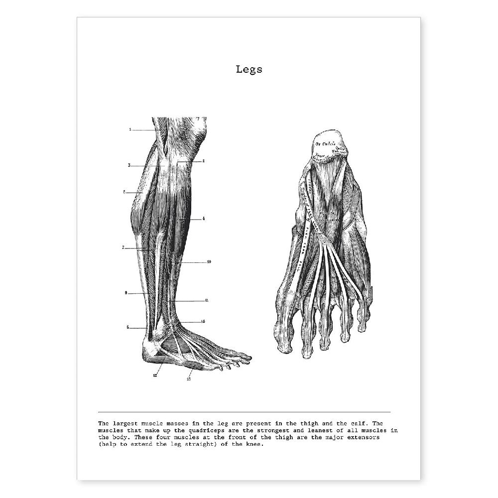 nacnic Lámina de Anatomía de Pierna en Blanco y Negro