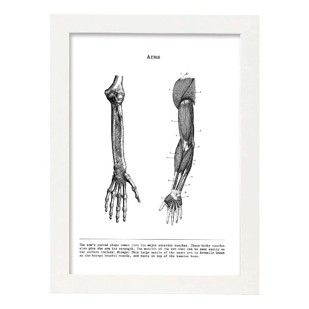 Nacnic Lámina De Anatomía Del Brazo En Blanco Y Negro