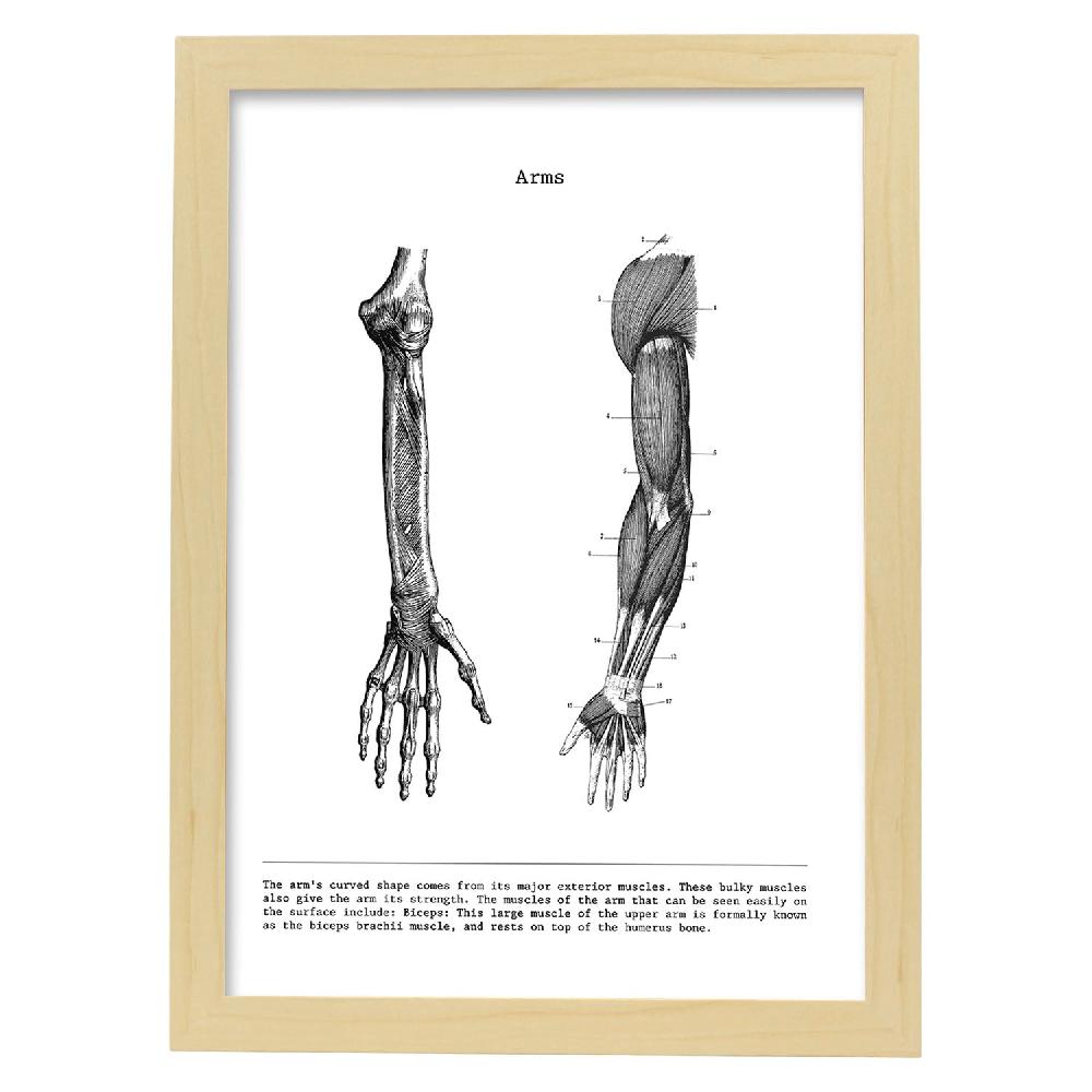 Nacnic Lámina De Anatomía Del Brazo En Blanco Y Negro