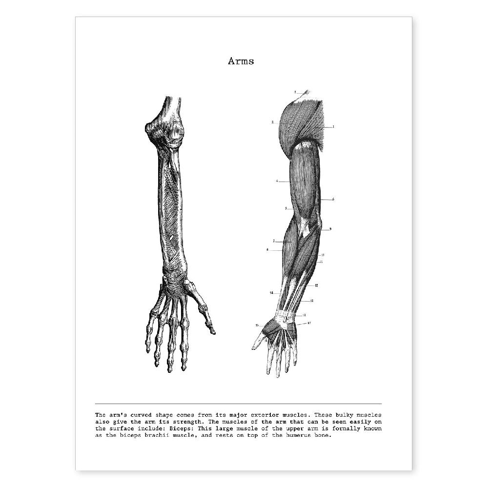 nacnic Lámina de Anatomía del Brazo en Blanco y Negro