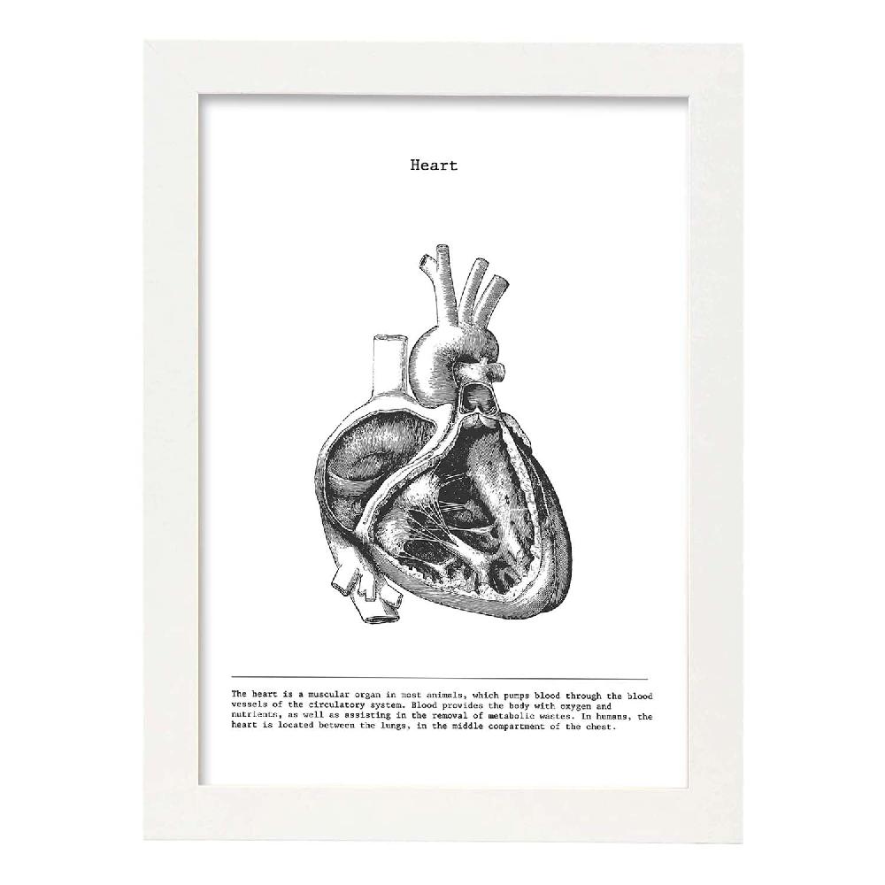 Nacnic Lámina De Anatomía Del Corazón Lateral En Blanco Y Negro