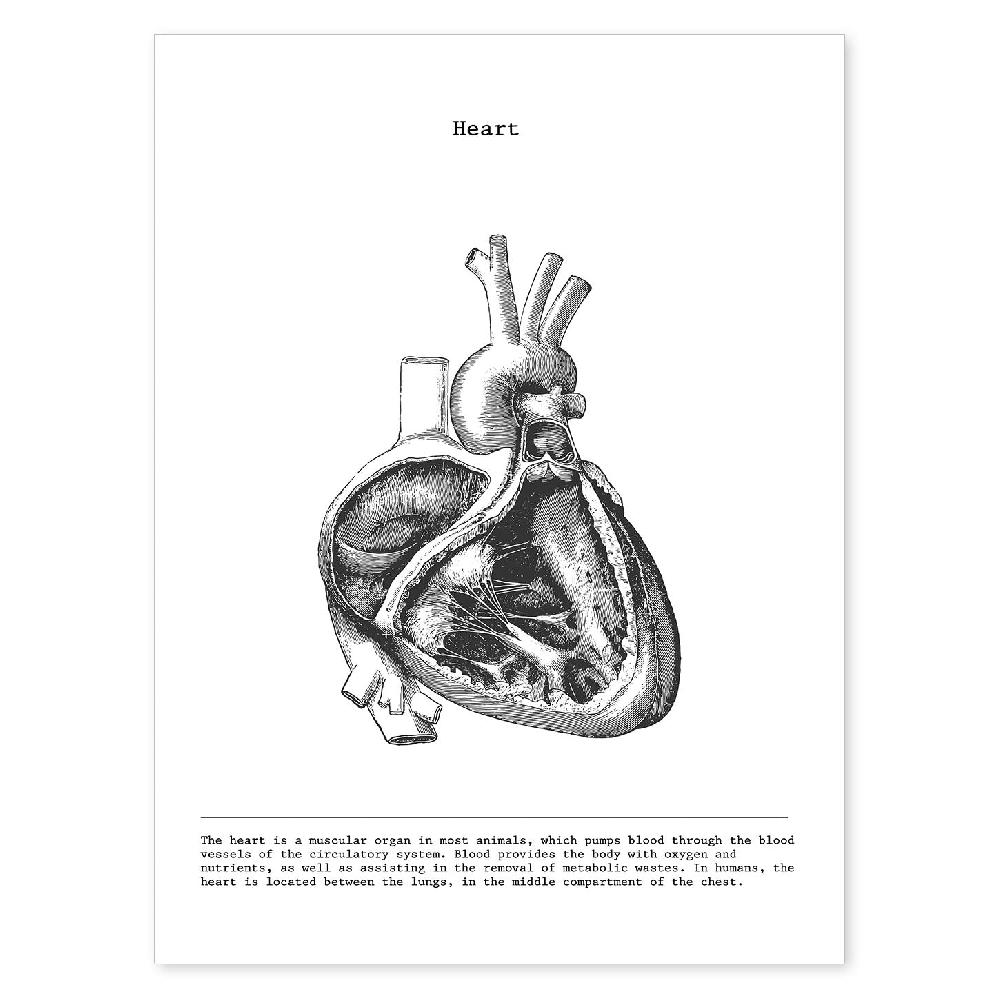 nacnic Lámina de Anatomía del Corazón Lateral en Blanco y Negro