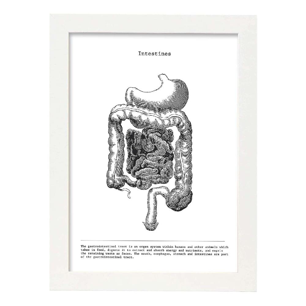 Nacnic Lámina De Anatomía Del Cuerpo Humano En Blanco Y Negro - Intestinos