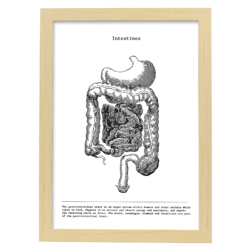 Nacnic Lámina De Anatomía Del Cuerpo Humano En Blanco Y Negro - Intestinos