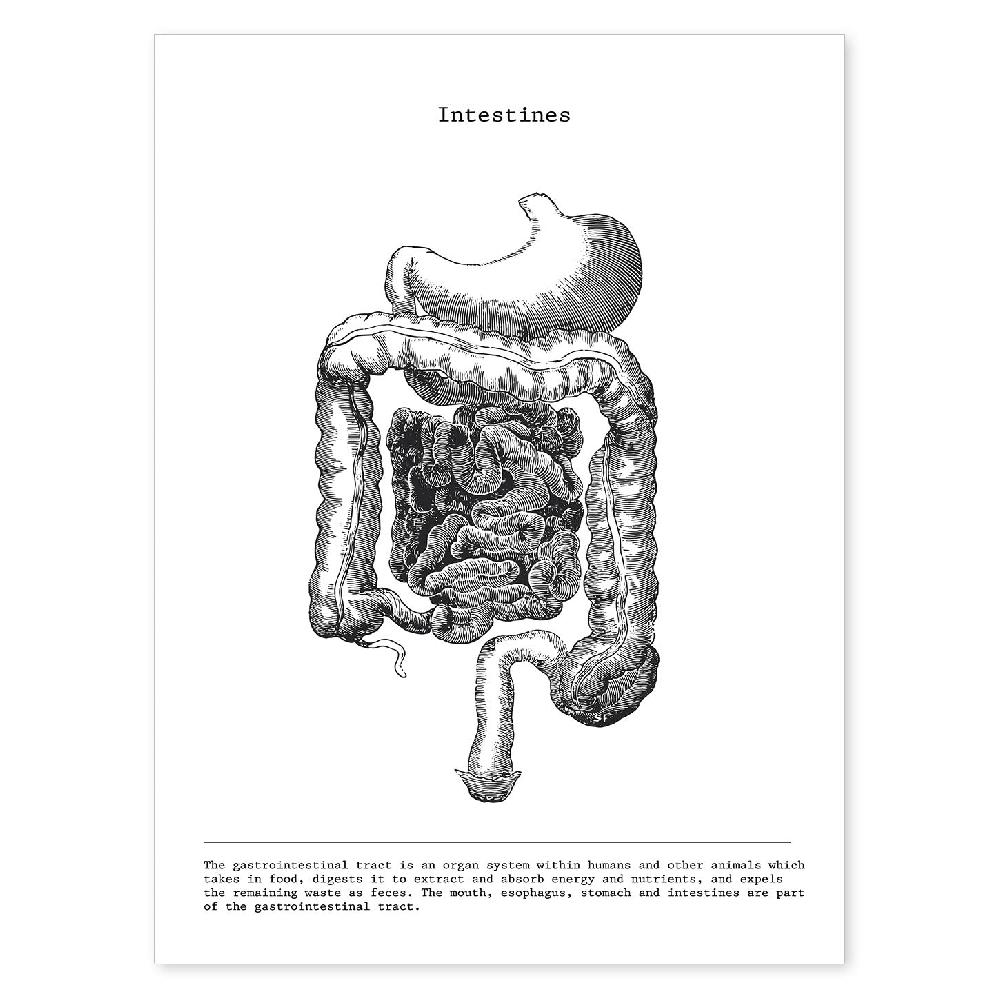 nacnic Lámina de Anatomía del Cuerpo Humano en Blanco y Negro - Intestinos