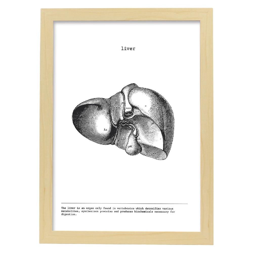 Nacnic Lámina De Anatomía Del Hígado En Blanco Y Negro