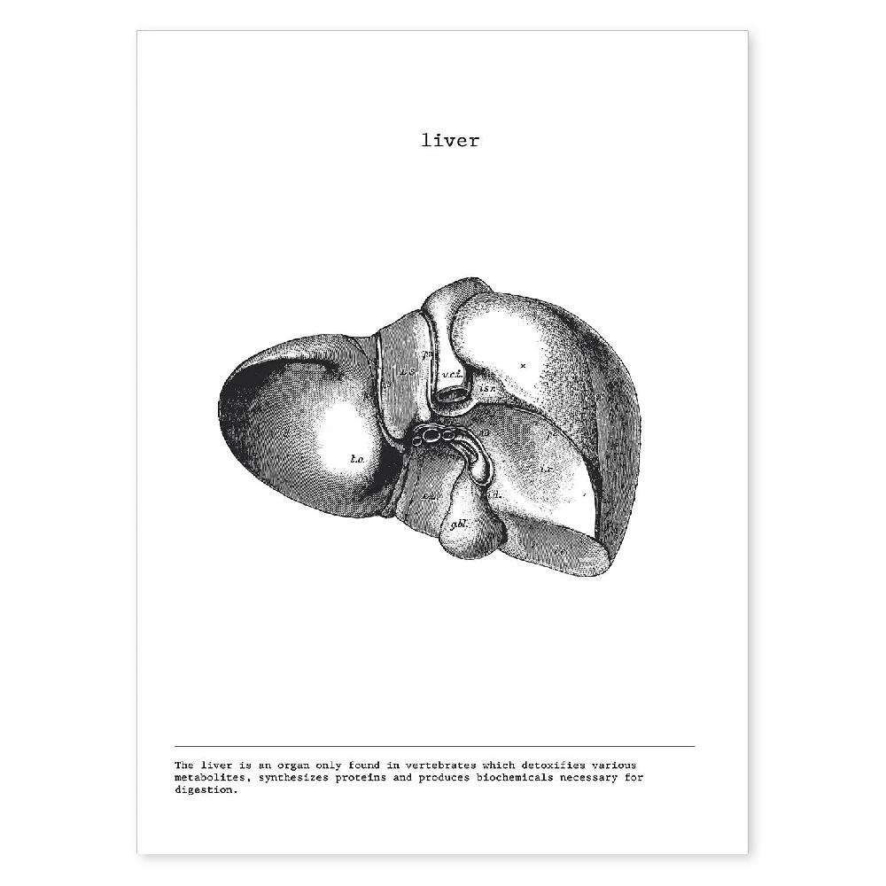 nacnic Lámina de Anatomía del Hígado en Blanco y Negro