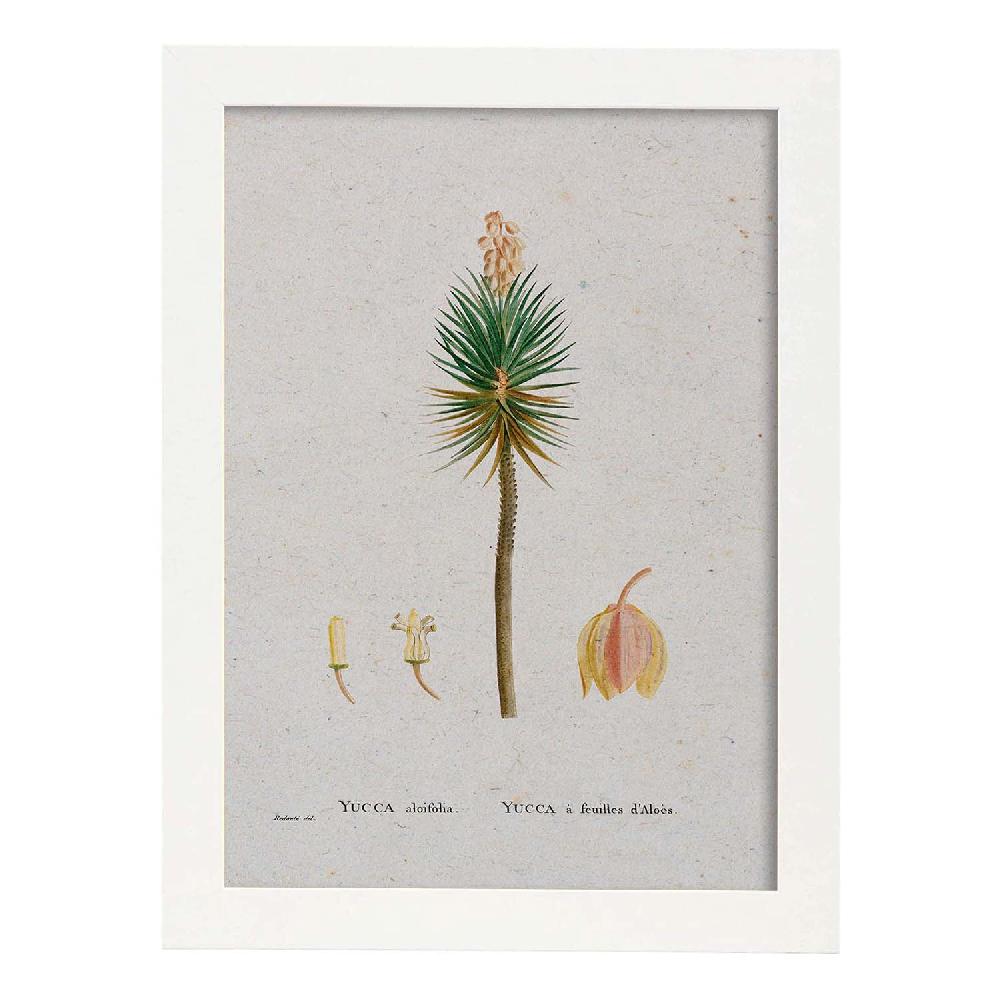Nacnic Lámina De Naturaleza Acuarela De Pierre-Joseph Redouté