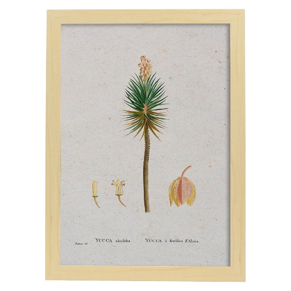 Nacnic Lámina De Naturaleza Acuarela De Pierre-Joseph Redouté