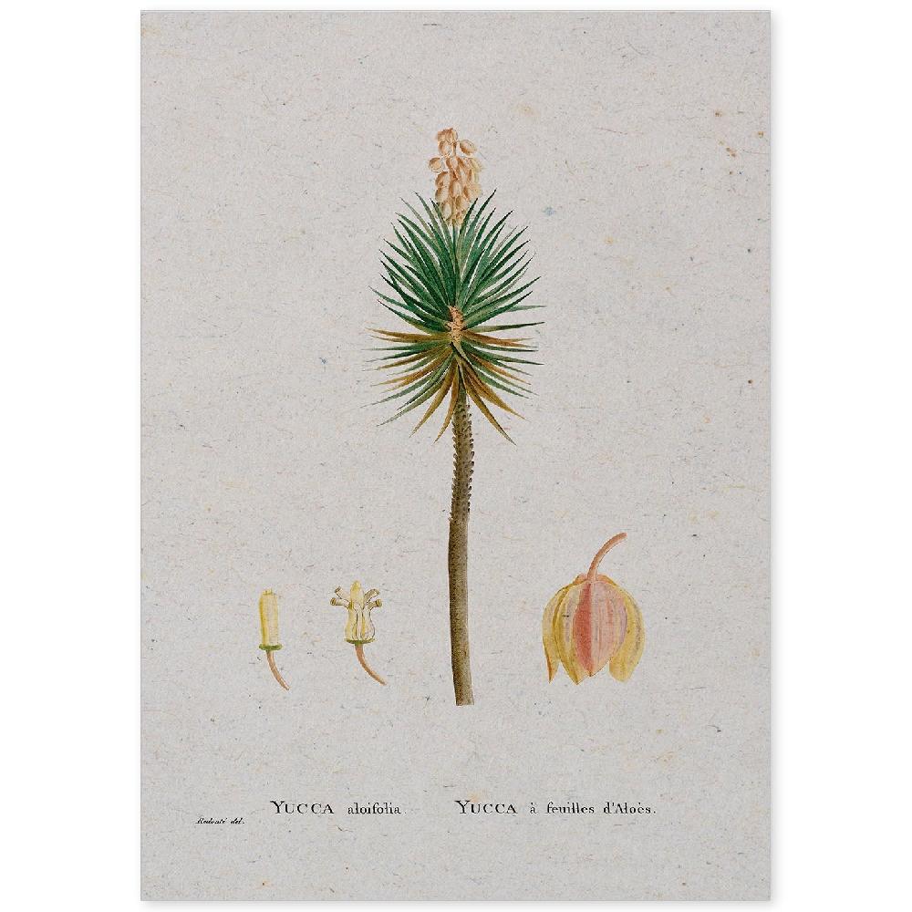 nacnic Lámina de Naturaleza Acuarela de Pierre-Joseph Redouté