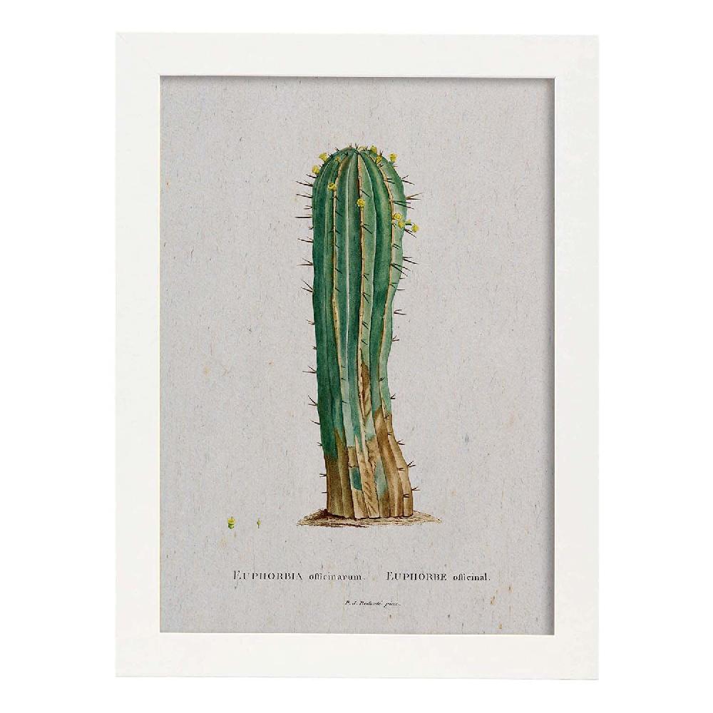 Nacnic Lámina De Naturaleza Acuarela Pierre-Joseph Redouté