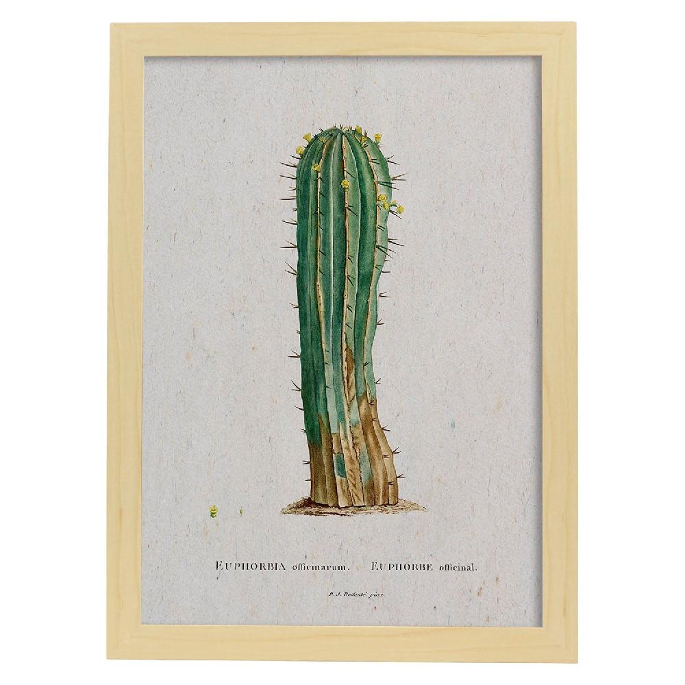 Nacnic Lámina De Naturaleza Acuarela Pierre-Joseph Redouté