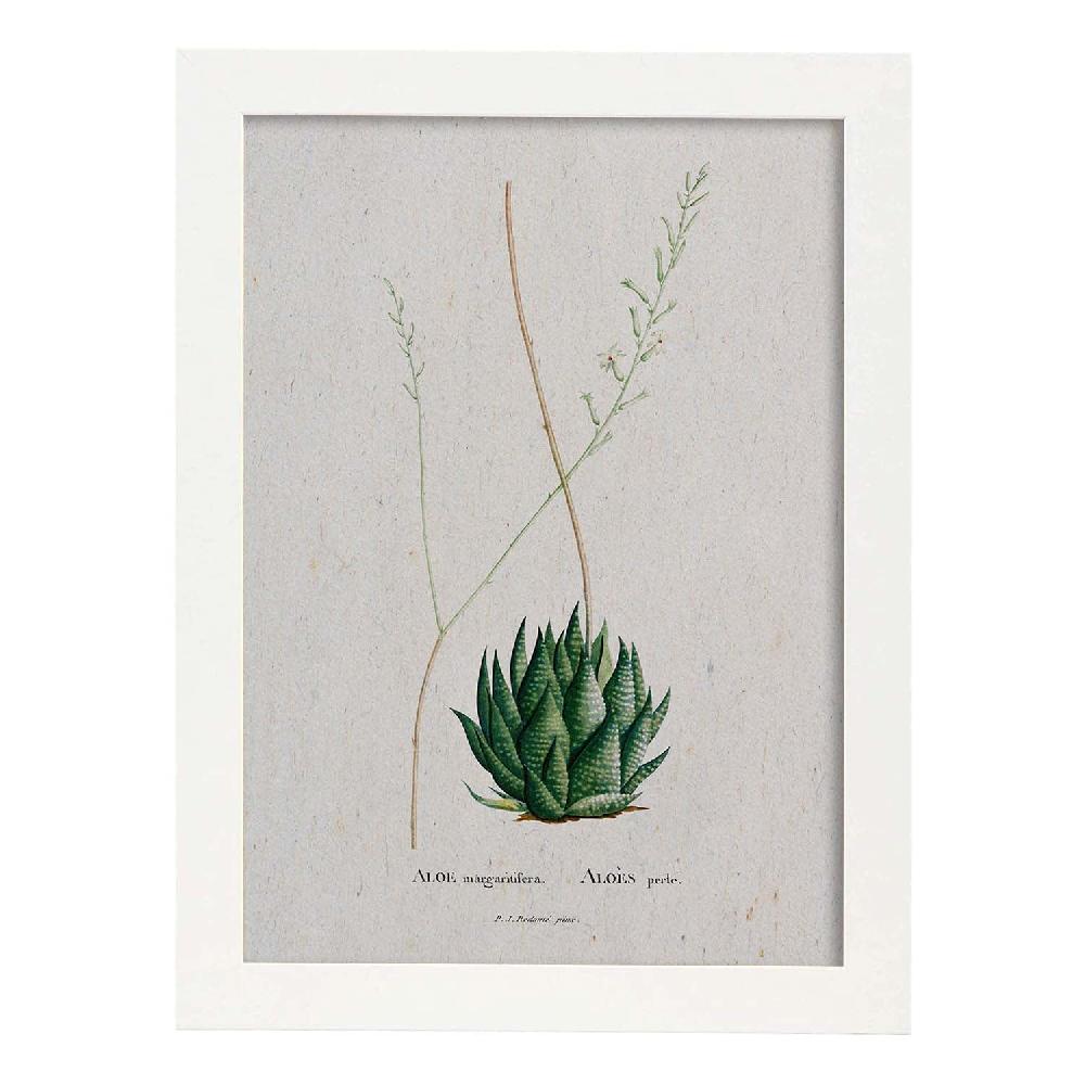 Nacnic Lámina De Naturaleza Acuarela Pierre-Joseph Redouté