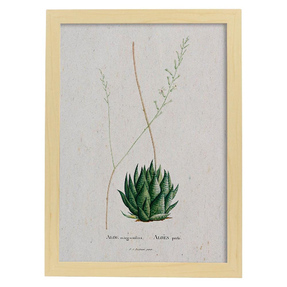 Nacnic Lámina De Naturaleza Acuarela Pierre-Joseph Redouté