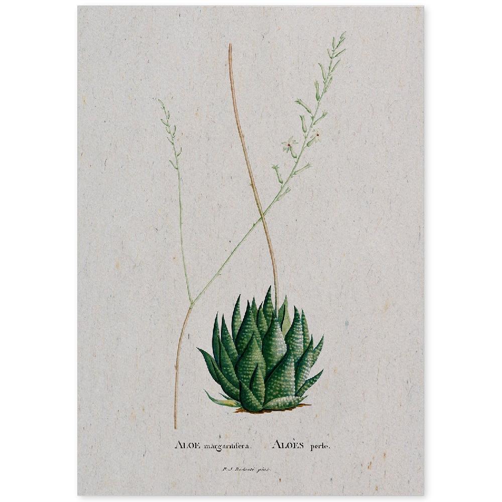 nacnic Lámina de Naturaleza Acuarela Pierre-Joseph Redouté