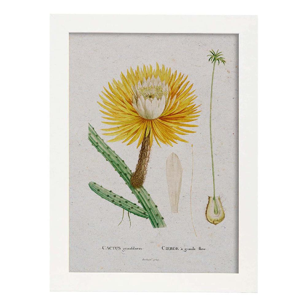 Nacnic Lámina De Naturaleza Acuarela Pierre-Joseph Redouté