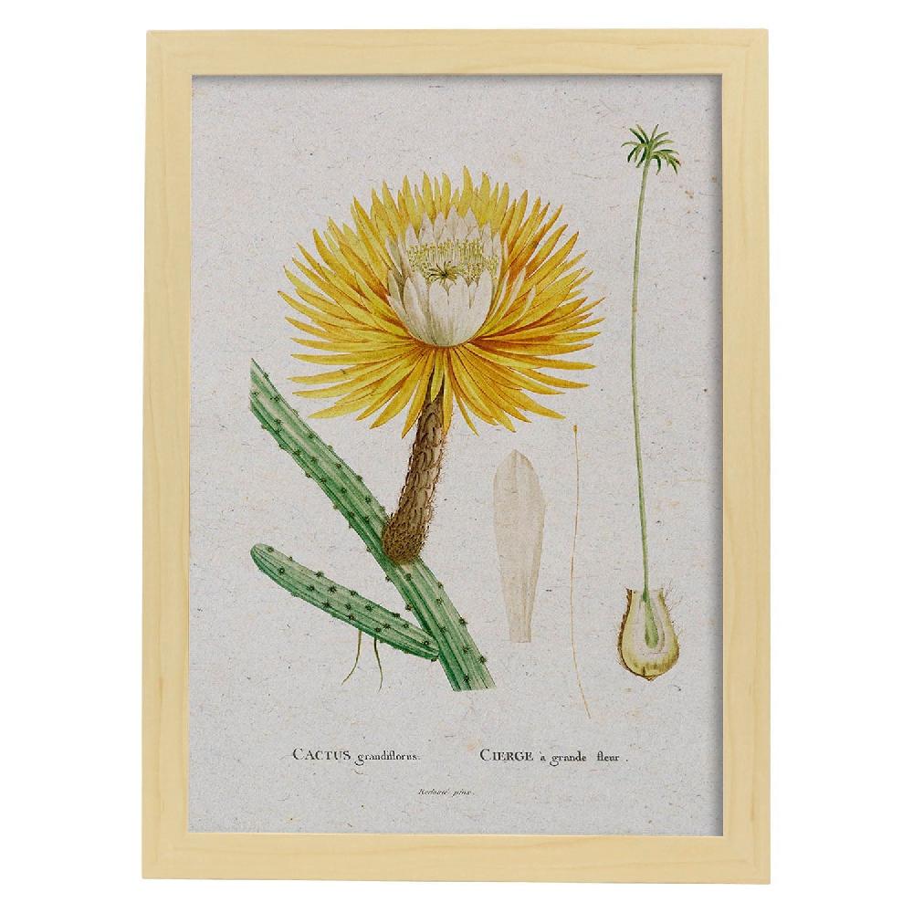 Nacnic Lámina De Naturaleza Acuarela Pierre-Joseph Redouté