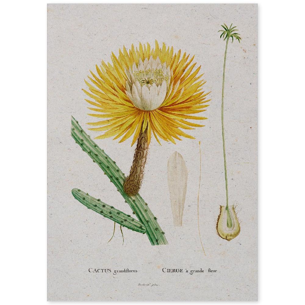 nacnic Lámina de Naturaleza Acuarela Pierre-Joseph Redouté