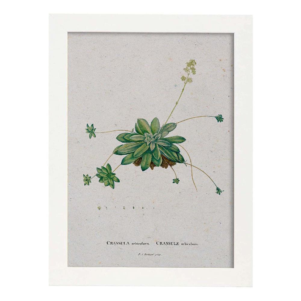 Nacnic Lámina De Naturaleza Acuarela Pierre-Joseph Redouté