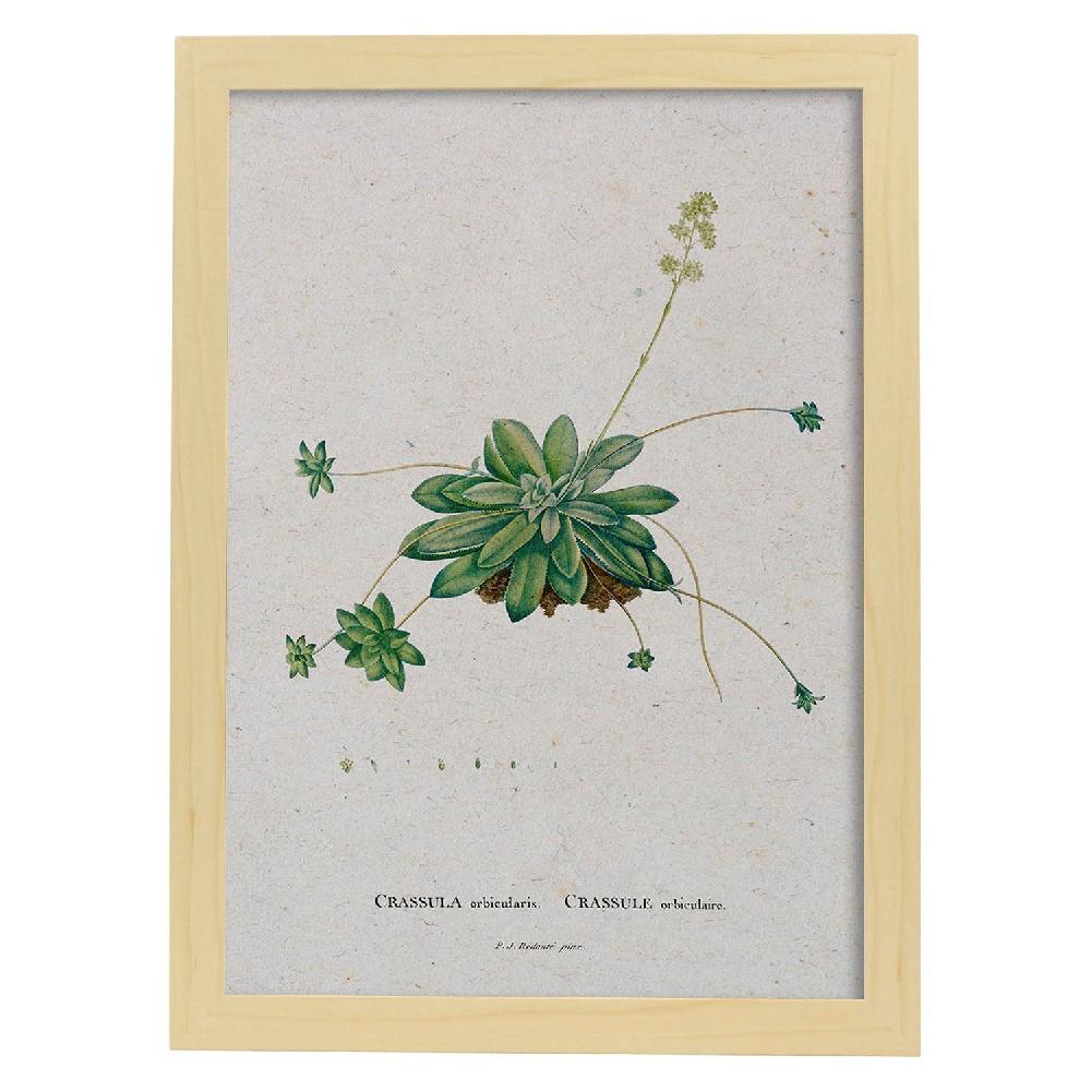 Nacnic Lámina De Naturaleza Acuarela Pierre-Joseph Redouté