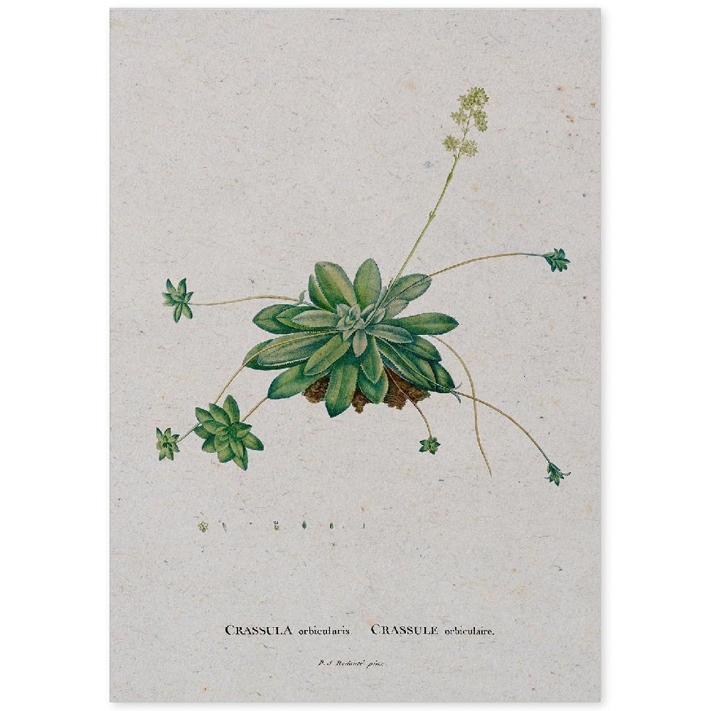 nacnic Lámina de Naturaleza Acuarela Pierre-Joseph Redouté