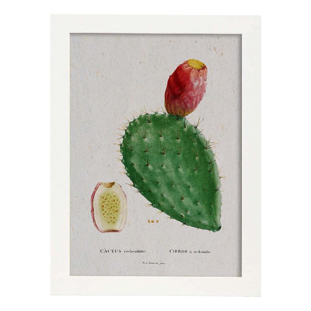 Nacnic Lámina De Naturaleza Acuarela Pierre-Joseph Redouté