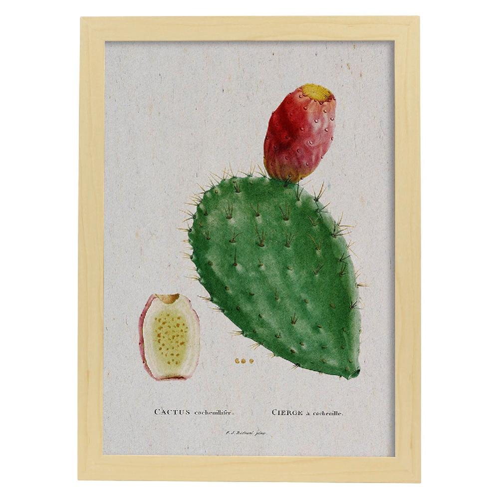 Nacnic Lámina De Naturaleza Acuarela Pierre-Joseph Redouté